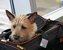 Pet Friendly Travel tips